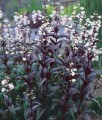 Penstemon Palczasty Husker Red w donicy