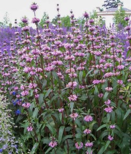 Żeleźniak Bulwiasty Amazone w donicy