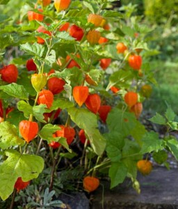 Miechunka Rozdęta Franchetta w donicy