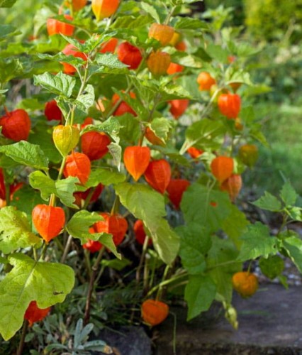 Miechunka Rozdęta Franchetta w donicy