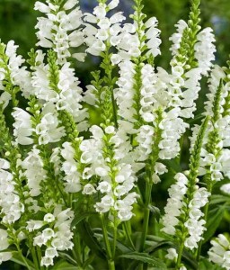 Odętka Wirginijska Alba w donicy