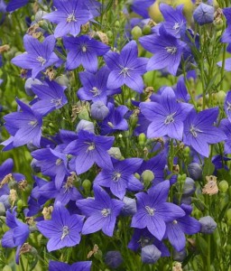 Rozwar Wielkokwiatowy Mariesii w donicy