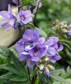 Wielosił Jezoński Bressingham Purple w donicy