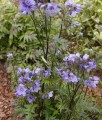 Wielosił Jezoński Bressingham Purple w donicy