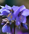 Wielosił Jezoński Bressingham Purple w donicy