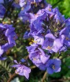 Wielosił Jezoński Bressingham Purple w donicy