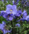 Wielosił Jezoński Bressingham Purple w donicy