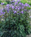 Wielosił Jezoński Bressingham Purple w donicy