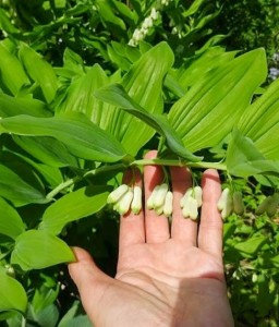 Kokoryczka Olbrzymia w donicy