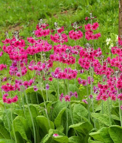 Pierwiosnek Japoński Miller's Crimson w donicy