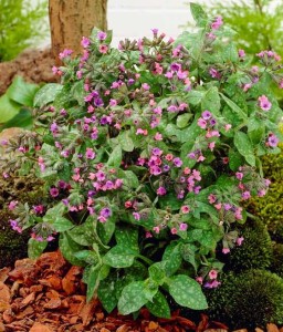 Miodunka Plamista Mrs Moon w donicy