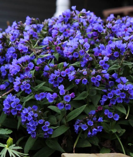 Miodunka Wąskolistna Blue Ensign w donicy