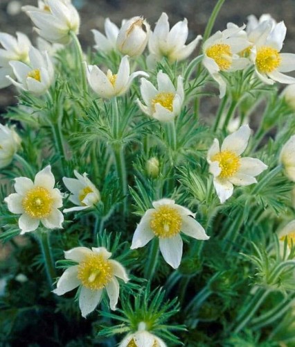 Sasanka Zwyczajna Alba w donicy