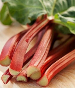 Rabarbar Glaskins Perpetual w donicy