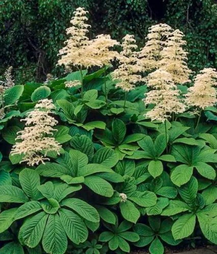 Rodgersja Kasztanowcolistna w donicy