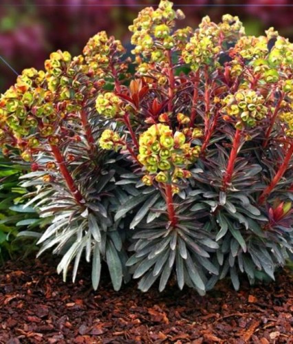 Wilczomlecz Migdałolistny Purpurea w donicy