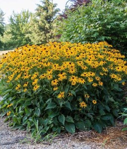 Rudbekia Błyskotliwa Goldsturm w donicy