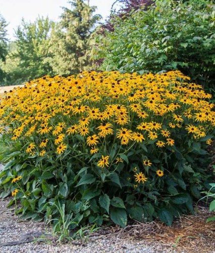Rudbekia Błyskotliwa Goldsturm w donicy