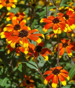 Rudbekia Owłosiona Prairie Glow w donicy