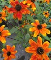 Rudbekia Owłosiona Prairie Glow w donicy