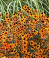 Rudbekia Owłosiona Prairie Glow w donicy