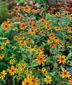 Rudbekia Owłosiona Prairie Glow w donicy