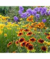 Rudbekia Owłosiona Prairie Glow w donicy