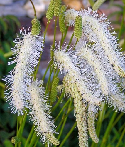 Krwiściąg Tępolistny Alba w donicy