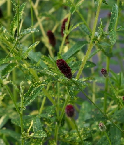 Krwiściąg Lekraski Lemon Splash w donicy