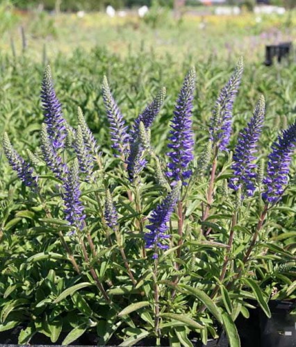 Przetacznik Kłosowy Nana Blauteppich w donicy