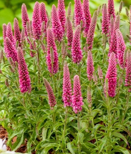 Przetacznik Kłosowy Rosa Zwerg w donicy