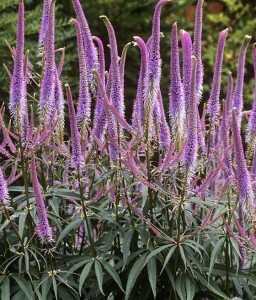 Przetacznikowiec wirginijski Fascination w donicy