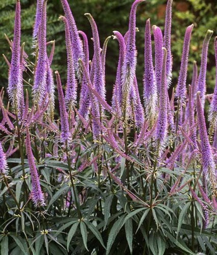 Przetacznikowiec wirginijski Fascination w donicy