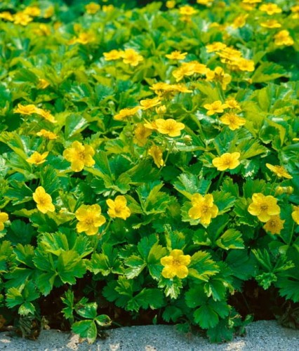 Pragnia Syberyjska w donicy