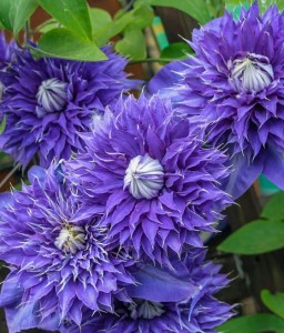 Clematis (Powojnik) Multi Blue w donicy