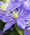 Clematis (Powojnik) Justa w donicy