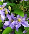 Clematis (Powojnik) Justa w donicy