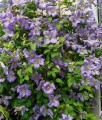 Clematis (Powojnik) Justa w donicy