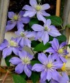 Clematis (Powojnik) Justa w donicy