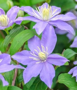 Clematis (Powojnik) Justa  w donicy