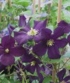 Clematis (Powojnik) Romantica w donicy