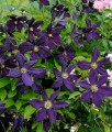 Clematis (Powojnik) Romantica w donicy