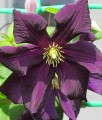 Clematis (Powojnik) Romantica w donicy