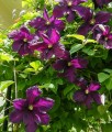 Clematis (Powojnik) Romantica w donicy