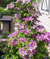 Clematis (Powojnik) Piilu w donicy