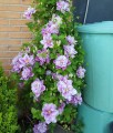 Clematis (Powojnik) Piilu w donicy