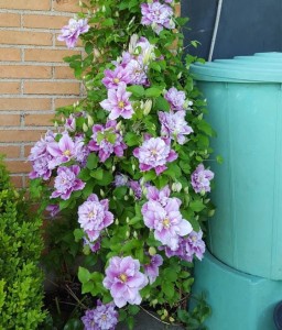 Clematis (Powojnik) Pillu w donicy