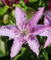 Clematis (Powojnik) Hagley Hybrid w donicy