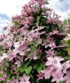Clematis (Powojnik) Hagley Hybrid w donicy