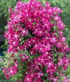 Clematis (Powojnik) Madame Julia Correvon